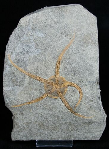 Large Starfish/Brittle Star Fossil From Morocco #1937